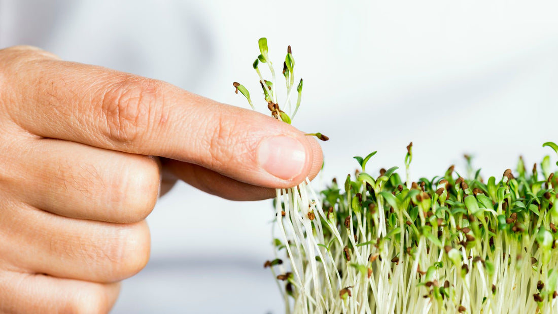 Embracing Micro-Nature: Boosting Workplace Morale and Productivity